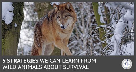 Adapting to Changing Environments: How the Wolf Qing Thrives in Various Habitats